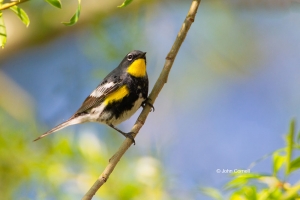 Dendroica-coronata;One;Yellow-rumped-Warbler;avifauna;bird;birds;color-image;col
